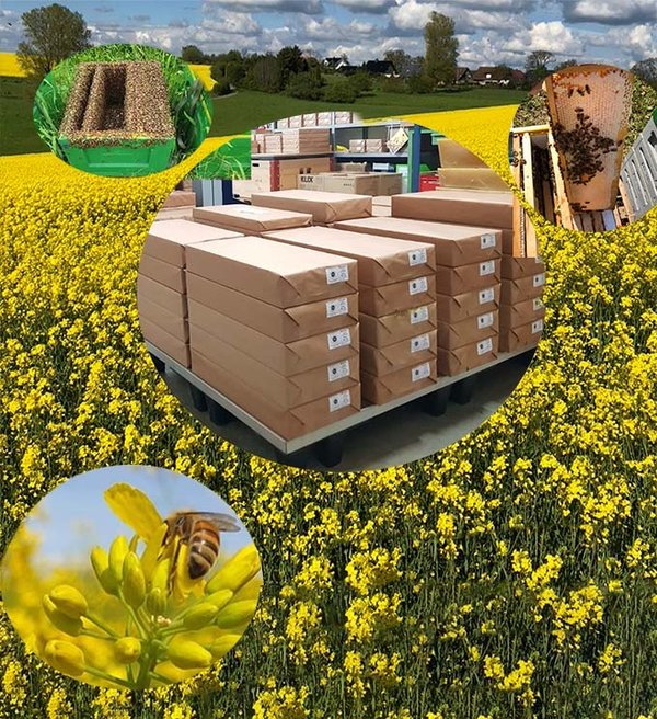 Bienenwagner Mittelwände 1Kg Deutsches Wachs Deutsch Normal DNM Zander Dadant Mini Plus Zertifiziert