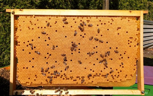 Bienenvolk Dadant US Bienen, Wirtschaftsvolk Bienenvolk Buckfast F1