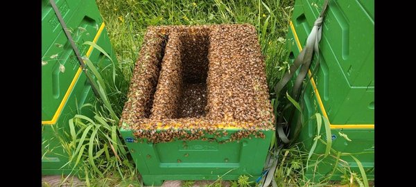 Bienenvolk Dadant US Bienen, Wirtschaftsvolk Bienenvolk Buckfast F1
